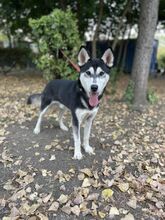 FLIPER, Hund, Mischlingshund in Slowakische Republik - Bild 10