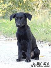 SASKIA, Hund, Mischlingshund in Slowakische Republik - Bild 1