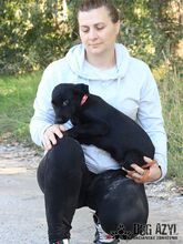 SASKIA, Hund, Mischlingshund in Slowakische Republik - Bild 12