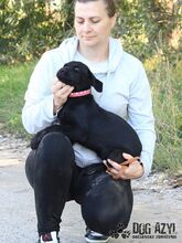 SASKIA, Hund, Mischlingshund in Slowakische Republik - Bild 13