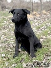 SASKIA, Hund, Mischlingshund in Slowakische Republik - Bild 14