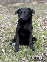 SASKIA, Hund, Mischlingshund in Slowakische Republik - Bild 15