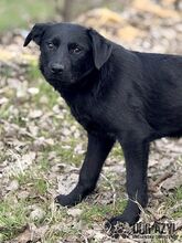 SASKIA, Hund, Mischlingshund in Slowakische Republik - Bild 16