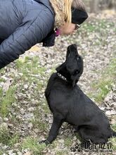 SASKIA, Hund, Mischlingshund in Slowakische Republik - Bild 17