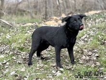 SASKIA, Hund, Mischlingshund in Slowakische Republik - Bild 19