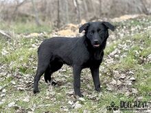 SASKIA, Hund, Mischlingshund in Slowakische Republik - Bild 20