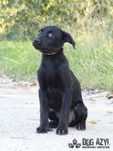 SASKIA, Hund, Mischlingshund in Slowakische Republik - Bild 3