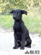 SASKIA, Hund, Mischlingshund in Slowakische Republik - Bild 4