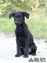 SASKIA, Hund, Mischlingshund in Slowakische Republik - Bild 5