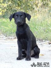 SASKIA, Hund, Mischlingshund in Slowakische Republik - Bild 6