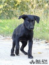 SASKIA, Hund, Mischlingshund in Slowakische Republik - Bild 9