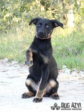 MISTY, Hund, Mischlingshund in Slowakische Republik - Bild 1