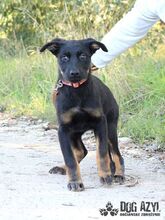 MISTY, Hund, Mischlingshund in Slowakische Republik - Bild 10