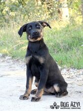 MISTY, Hund, Mischlingshund in Slowakische Republik - Bild 2