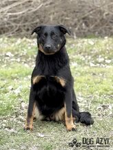 MISTY, Hund, Mischlingshund in Slowakische Republik - Bild 20