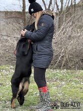 MISTY, Hund, Mischlingshund in Slowakische Republik - Bild 21