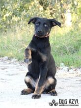 MISTY, Hund, Mischlingshund in Slowakische Republik - Bild 3