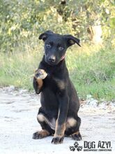 MISTY, Hund, Mischlingshund in Slowakische Republik - Bild 4