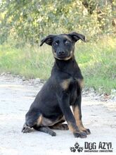 MISTY, Hund, Mischlingshund in Slowakische Republik - Bild 5