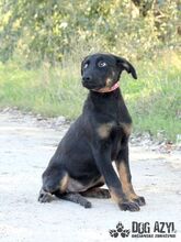 MISTY, Hund, Mischlingshund in Slowakische Republik - Bild 6