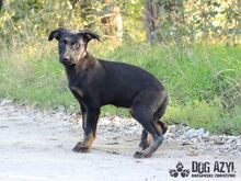 MISTY, Hund, Mischlingshund in Slowakische Republik - Bild 8