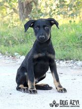 RODNEY, Hund, Mischlingshund in Slowakische Republik - Bild 1