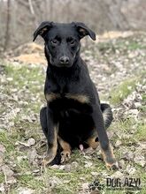 RODNEY, Hund, Mischlingshund in Slowakische Republik - Bild 13