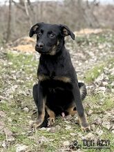 RODNEY, Hund, Mischlingshund in Slowakische Republik - Bild 14