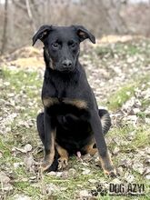 RODNEY, Hund, Mischlingshund in Slowakische Republik - Bild 15