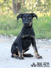 RODNEY, Hund, Mischlingshund in Slowakische Republik - Bild 3