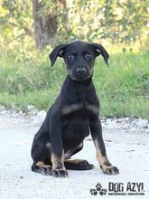 RODNEY, Hund, Mischlingshund in Slowakische Republik - Bild 4