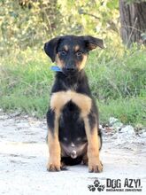 ARASTO, Hund, Mischlingshund in Slowakische Republik - Bild 1