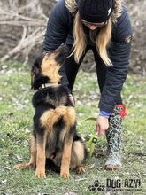 ARASTO, Hund, Mischlingshund in Slowakische Republik - Bild 13