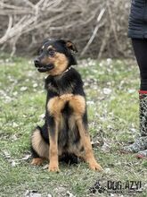 ARASTO, Hund, Mischlingshund in Slowakische Republik - Bild 15