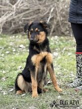 ARASTO, Hund, Mischlingshund in Slowakische Republik - Bild 16