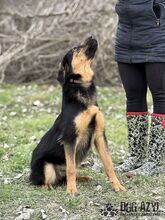 ARASTO, Hund, Mischlingshund in Slowakische Republik - Bild 17