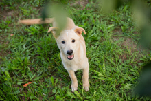 CHIPNR212556, Hund, Mischlingshund in Kroatien - Bild 2