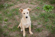 CHIPNR212556, Hund, Mischlingshund in Kroatien - Bild 5