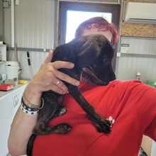 CHACHA, Hund, Mischlingshund in Lengede - Bild 1