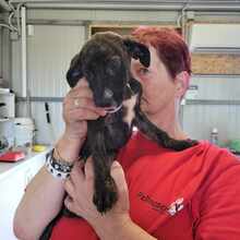 CHACHA, Hund, Mischlingshund in Lengede - Bild 2