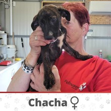 CHACHA, Hund, Mischlingshund in Lengede - Bild 4