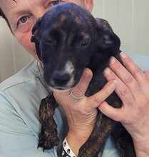 CHACHA, Hund, Mischlingshund in Lengede - Bild 5