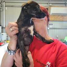 CHACHA, Hund, Mischlingshund in Lengede - Bild 7