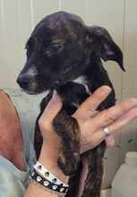 CHACHA, Hund, Mischlingshund in Lengede - Bild 8