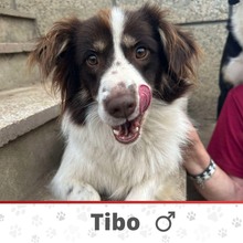 TIBO, Hund, Mischlingshund in Bulgarien - Bild 1