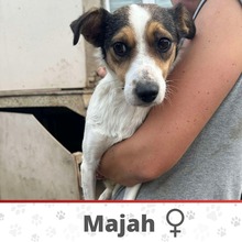 MAJAH, Hund, Mischlingshund in Linnich