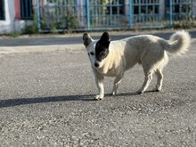 MAKI, Hund, Mischlingshund in Rumänien - Bild 4