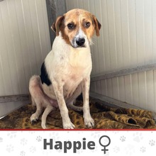 HAPPIE, Hund, Mischlingshund in Binnen