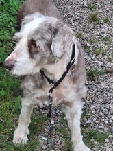 STOFFEL, Hund, Bearded Collie in Emkendorf - Bild 1