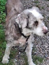 STOFFEL, Hund, Bearded Collie in Emkendorf - Bild 2